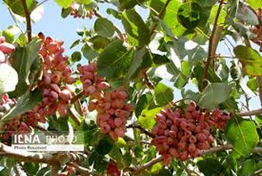 پیش‌بینی برداشت دو هزار و ۶۰۰ تُن پسته در خراسان شمالی
