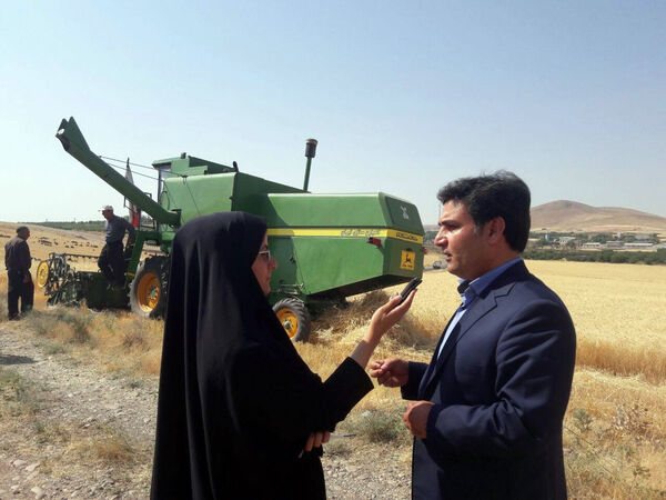 آغاز برداشت گندم در شهرستان مراغه 