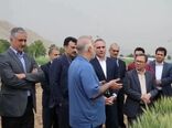 پیش‌بینی تولید ۱۴ میلیون تن گندم در کشور/ امنیت غذایی در مسیر ثبات