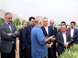 پیش‌بینی تولید ۱۴ میلیون تن گندم در کشور/ امنیت غذایی در مسیر ثبات