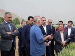 پیش‌بینی تولید ۱۴ میلیون تن گندم در کشور/ امنیت غذایی در مسیر ثبات