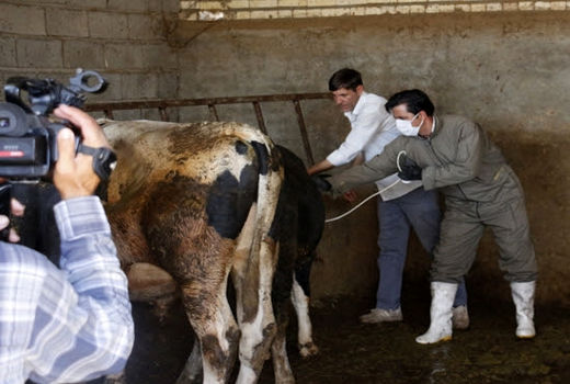 آغاز واکسیناسیون بیش از چهار میلیون راس دام در آذربایجان شرقی 