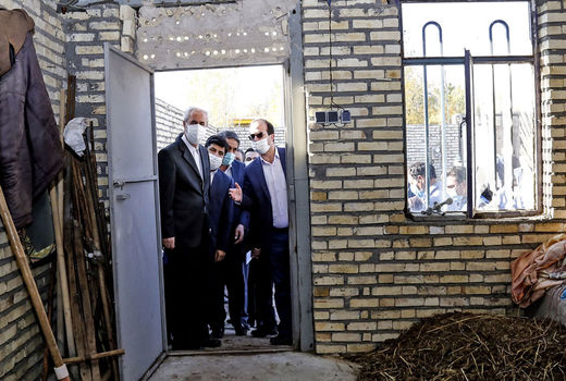 بیش از 52 درصد از اماکن دامی شهرستان های زلزله زده بازسازی شده است