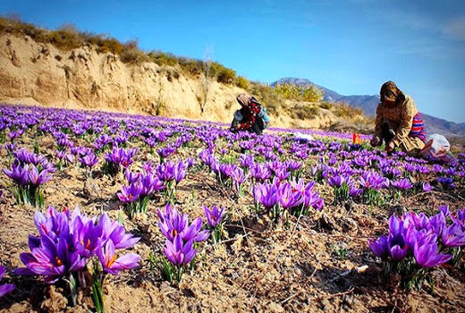آغاز کشت طلای سرخ در خراسان جنوبی