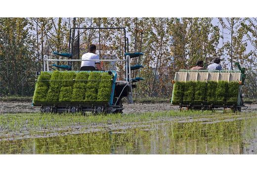 کشت مکانیزه 4700 هکتاری برنج در نکا/ افزایش 20 درصدی