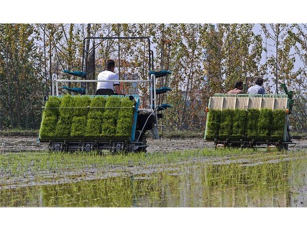 کشت مکانیزه 4700 هکتاری برنج در نکا/ افزایش 20 درصدی