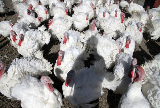 عراقی‌ها همیشه منتظر محصولم هستند