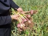 برداشت 15 هزار و 500 تن سیر از مزارع آذربایجان شرقی