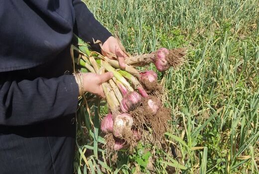 برداشت 15 هزار و 500 تن سیر از مزارع آذربایجان شرقی