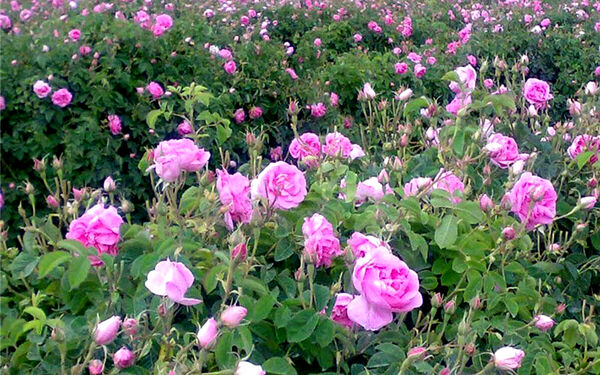 6 هکتارباغ گل محمدی درشهرستان نیمروزاحداث شد