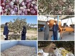 آغاز برداشت محصول پسته خندان در شهرستان نهبندان 