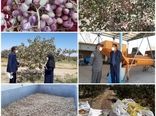 آغاز برداشت محصول پسته خندان در شهرستان نهبندان 