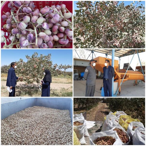 آغاز برداشت محصول پسته خندان در شهرستان نهبندان 
