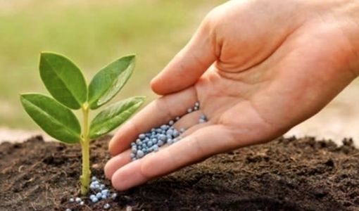 صدور یک هزار و 385 فقره حواله الکترونیکی و توزیع 2هزار و 600 تن کود کشاورزی در شهرستان پیشوا