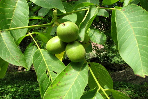 باغداران شهرستان قزوین با آفات و بیماریهای گردو آشنا شدند