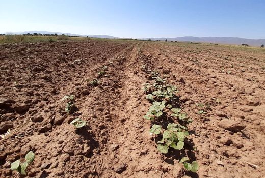 یکصد هکتار از اراضی کشاورزی بویین زهرا به کشت پنبه اختصاص یافت