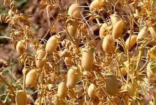 آغاز برداشت نخود از ۵۰ هزار هکتار از مزارع آذربایجان غربی