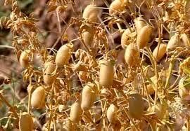 آغاز برداشت نخود از ۵۰ هزار هکتار از مزارع آذربایجان غربی