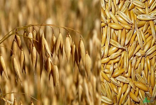 آشنایی با میزان صحیح کود سرک در مزارع گندم و جو