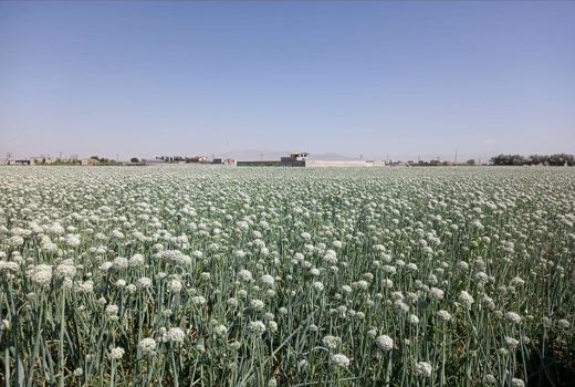 کشت ۳۵۰ هکتار پیاز بذری در منطقه قراملک تبریز