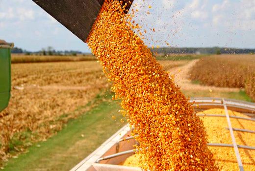 یک هزار و 800 تن نهاده دامی در شهرستان بن توزیع شد