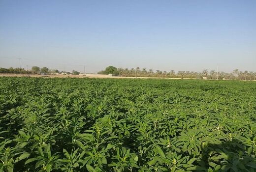 ۱۴۰۰ تن محصول کنجد از مزارع شهرستان دشتی برداشت می‌شود