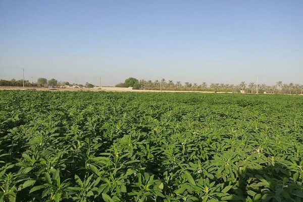 ۱۴۰۰ تن محصول کنجد از مزارع شهرستان دشتی برداشت می‌شود