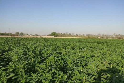 ۱۴۰۰ تن محصول کنجد از مزارع شهرستان دشتی برداشت می‌شود