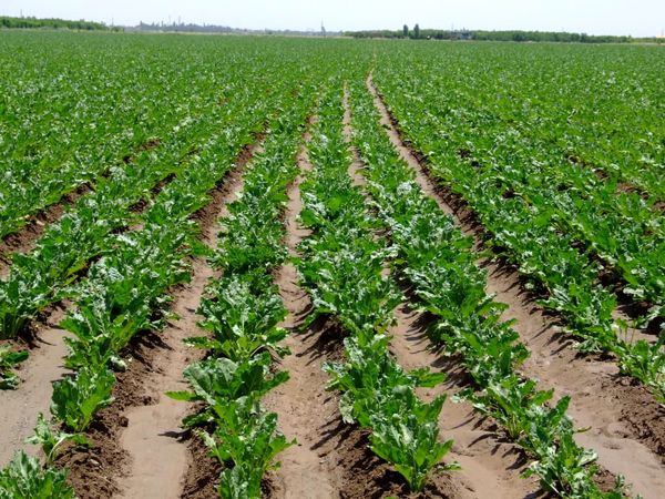 100هکتار از مزارع کشاورزی قزوین زیر کشت چغندرعلوفه‌ای 