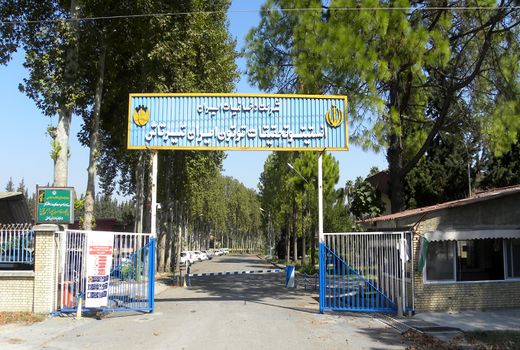 تولید محصول سالم با ضایعات توتون در مرکز تحقیقات توتون تیرتاش