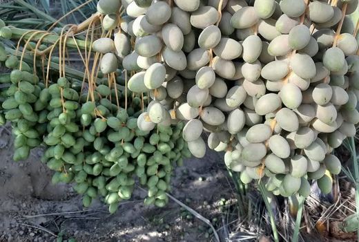 مقابله با کرم میوه‌خوار و کنه تارتن در نخیلات کارون