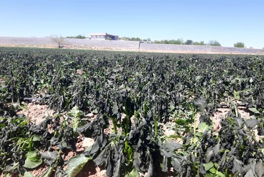 برآورد 488 میلیارد تومانی خسارت سرما به کشاورزی شیراز