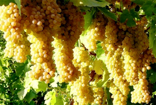 برداشت انگور در خراسان جنوبی