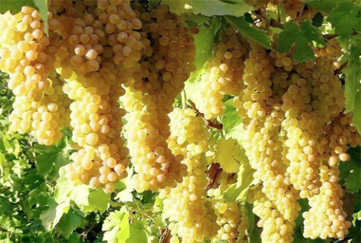 برداشت انگور در خراسان جنوبی