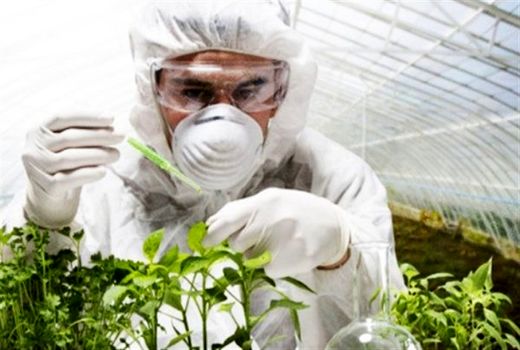 موفقیت تا 80 درصدی مبارزه با آفت کرم خراط درختان گردو  در استان اصفهان