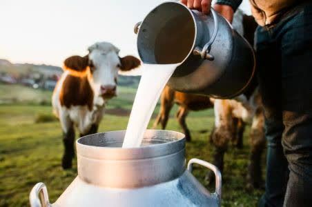 رشد تولیدات دام سنگین در پاییز ۱۴۰۴؛ افزایش تولد گوساله، پروار و تولید شیر