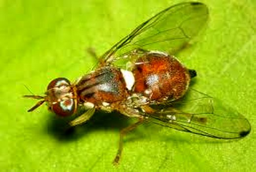 کنترل آفت مگس زیتون در طارم با  ۳۲ ایستگاه پیش آگاهی