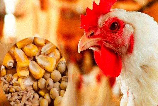 آغاز تخصیص سهمیه نهاده‌های طیور در خوزستان