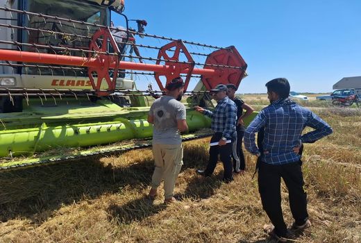 آغاز برداشت گندم در رامشیر