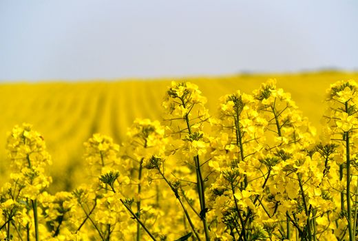 ادامه عملیات مبارزه با عوامل خسارتزای مزارع کلزا در استان البرز 