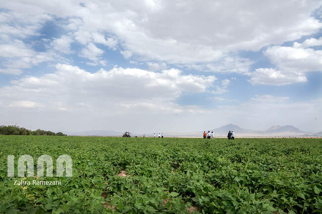 خلاقیت کشاورز خمین برای صرفه جویی آب