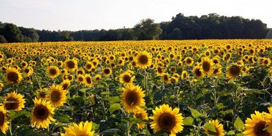 کاشت 15 هکتار آفتابگردان در شهرستان بوشهر