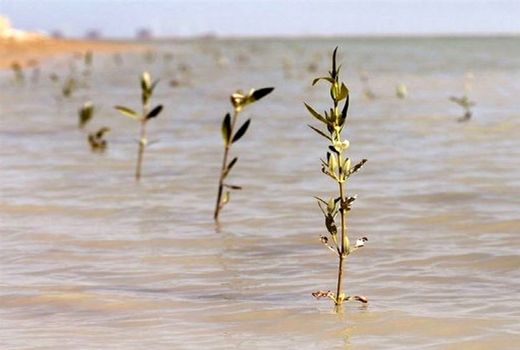  ۱۶ هزار نهال حرا در سواحل استان بوشهر کاشته شد 