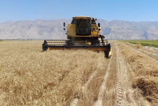 برداشت گندم از 6 هزار هکتار مزارع لامرد آغاز شد