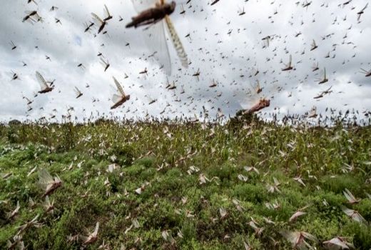 احتمال حمله ملخ‌های صحرایی به لرستان