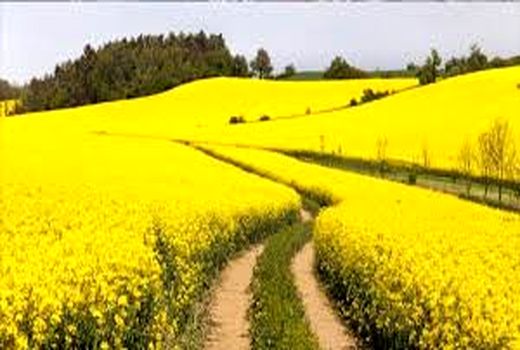  برداشت بیش از 1000تن محصول کلزا از مزارع این شهرستان
