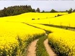  برداشت بیش از 1000تن محصول کلزا از مزارع این شهرستان