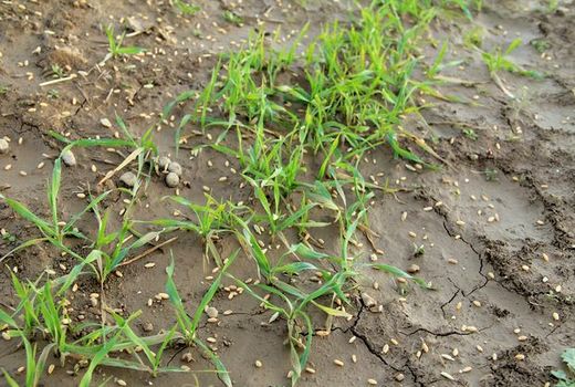 آغاز کشت پاییزه در مناطق غربی استان اصفهان