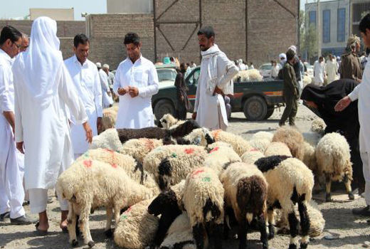 کشف ۹۱ راس دام قاچاق در مهران 