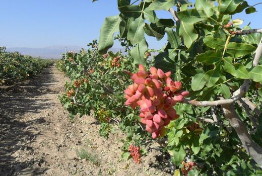 خسارات گرمازدگی به ارقام تجاری پسته شهرستان انار